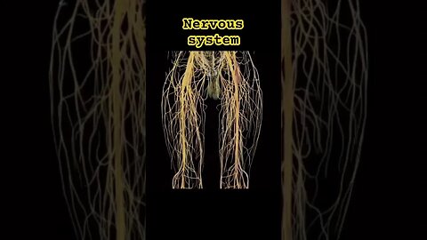 The Nervous system #nervoussystem #neurology