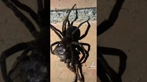 Spider Eating a Frog, Amazon Rainforest