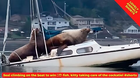 seal climbing on the boat to win fish kitty taking care of the cockatiel