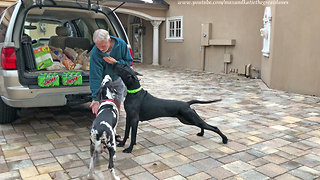 Excited Great Danes love eating chicken fingers