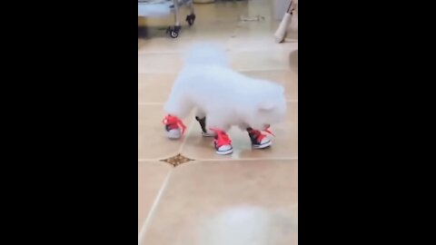 Cute Animals Funny Clips New trend Video 2021 #shorts