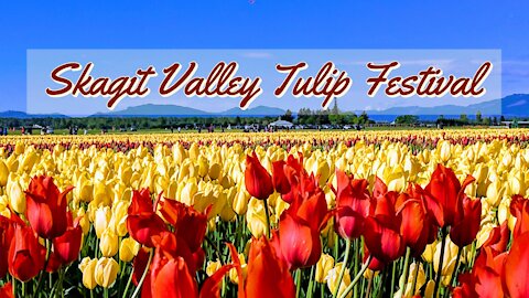 Skagit Valley Tulip Festival 2019