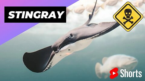 Stingray 🌊 One Of The Most Dangerous Ocean Creatures In The World #shorts #oceancreatures #stingray