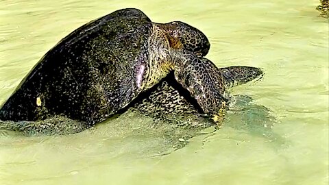 Gigantic sea turtles put on spectacular show for nature enthisiasts