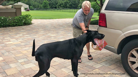 Great Dane's Funny Attempt at Chicken Delivery