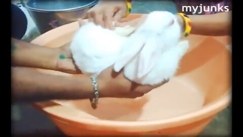 The cutest baby bunny ll Cute bunny bath ll how to bath a bunny