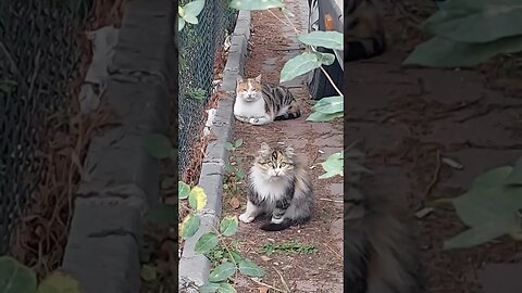 Save Street Cats