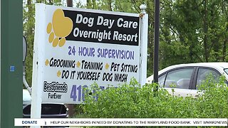 Local dog daycare is giving back, despite drop in business