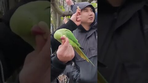 Indian ringneck parakeets st James's Park #london