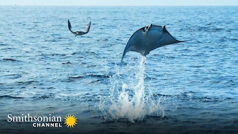 Giant Eagle Rays Launching Themselves into the Air 🌊 Epic Animal Migrations