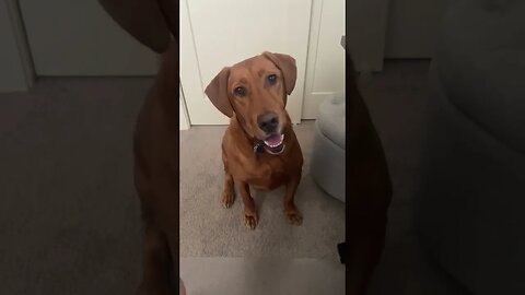 Rusty’s expression when asked if he has to poop cracks me up! #foxredlab #labradorretriever