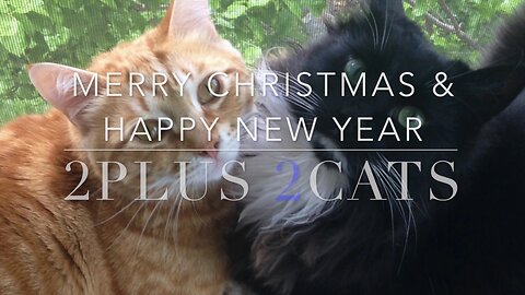 2plus2cats Christmas