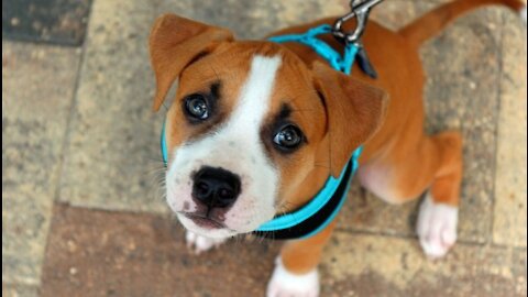 on leash puppy training