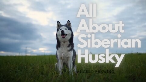 All About Siberian Husky