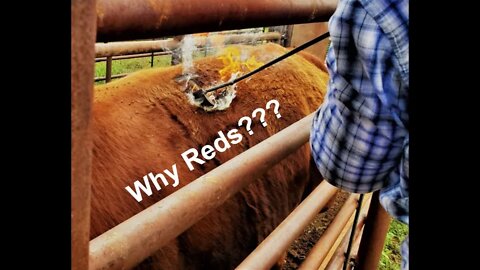 Why the Hashknife has RED Angus Cattle (In the Chute - Round 68)