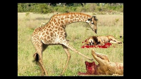 Wildlife Brave Giraffe Kick and Fight with Five Lion To Save Baby.