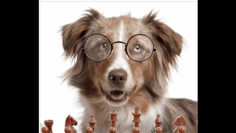 Turn Your Dog into A Genius