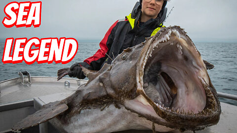 How Ugly Are Monk Fish?