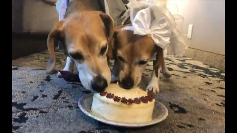 Pet | beagle wedding