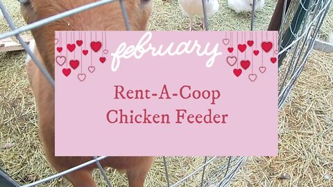 Rent A Coop Chicken Feeder