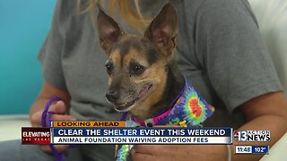 The Animal Foundation prepares for annual "Clear the Shelter"