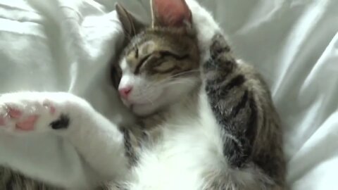 Funny Kitten Twitches In His Dreams