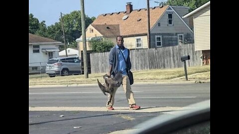 Haitians Eating Geese - Springfield Ohio (Police Audio)