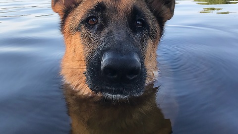 German Shepherd's flawless hippopotamus impression