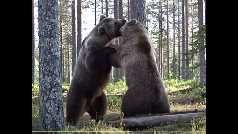 Best Huge Bear fight ever! Finnish forest