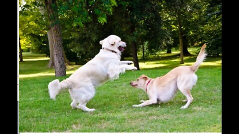 These dogs are playing so hard they're really making me smile.😂😂🤣