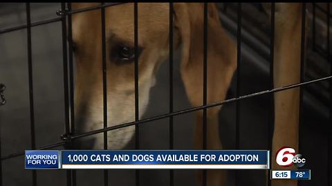 Big adoption event this weekend at the Indiana State Fairgrounds