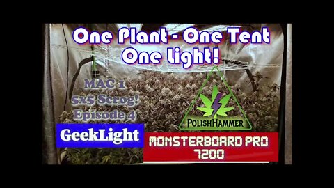 Geeklight Monsterboard Pro 7200 One Plant, One Tent, One Light ep. 4 Day 51 full 5x5 #SCROG #MAC1