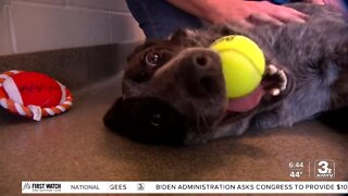 Adoption Option: Chris Swaim meets Paulie the cattle dog mix at Midlands Humane Society