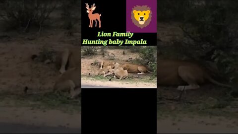 Lion Family Hunting baby Impala 2022🦌#youtubeshorts #shorts #shortvideo