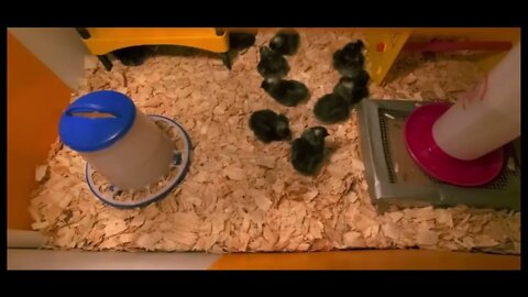 newly hatched chicks