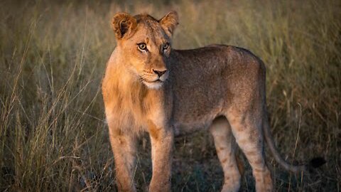 The Big Five -- 1 minute Cinematic Wildlife Video South Africa