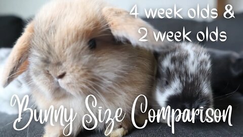 Holland Lops: Size Comparison: 4 Weeks vs. 2 Weeks