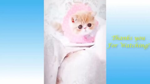 Funny And Cute Cat's Life Cats And Owners Are The Best Friends Videos #shorts