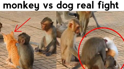 Monkey vs dog real fight | funny dog vs monkey video | funny video