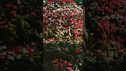 Flower Garden Video #shorts