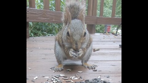 R.J. Loves Sunflower Seeds