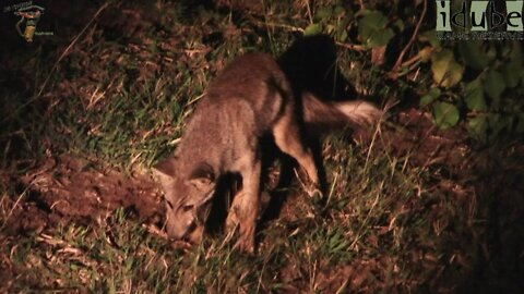 Young Side-Striped Jackal Catching Termites