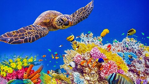 Underwater Relaxation Music, Beautiful Aquarium Coral Reef Fish, Relaxing Ocean Fish