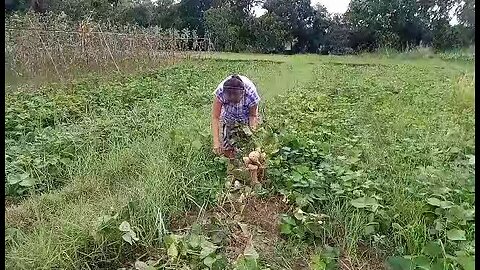 harvesting turnips