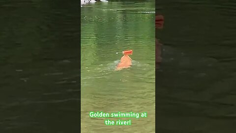 Golden retriever cooling off in the hot summer! But she does this in the cold too!