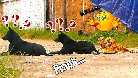 Troll Prank Dog Funny & fake Lion and Fake Tiger Prank To dog & Huge Box Prank.