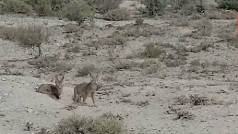 Kit Fox, Great Basin, NV 2017_06_25