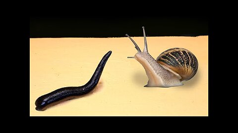 WHAT HAPPENS IF SNAIL SEES A LEECH_ MEETING SNAIL and LEECH