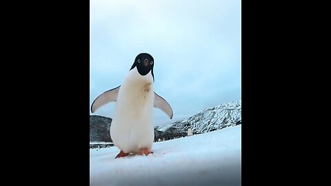 Best of Funny Penguins iFunny And Cute Penguins (Full) [Funny Pets]