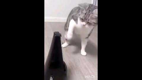 cute😻kittnes😻cats🙀_very😻funny_🤣(720p)